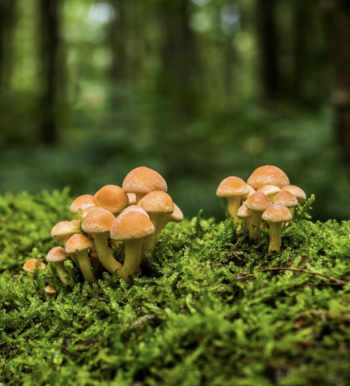 Light red clusters of mushrooms grow across a mossy green log in the woods.